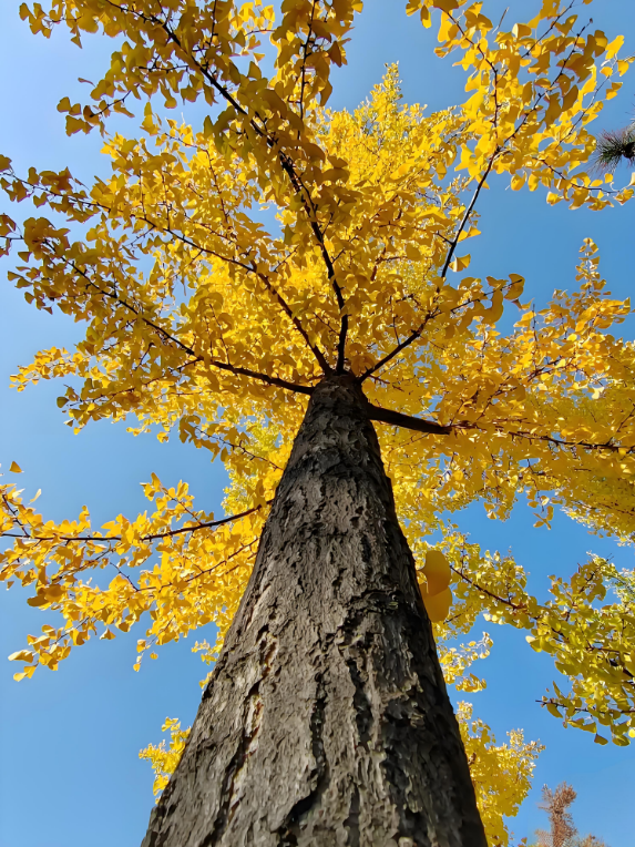 金秋致信：寰宇板材以質(zhì)踐諾，回饋每一份信賴